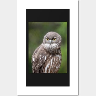 Barking Owl, Australian Birdlife Posters and Art